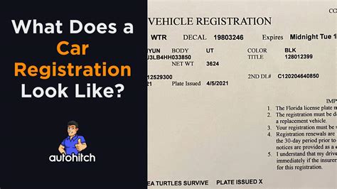 how does the car registration look like and what insights does it provide into vehicle ownership?